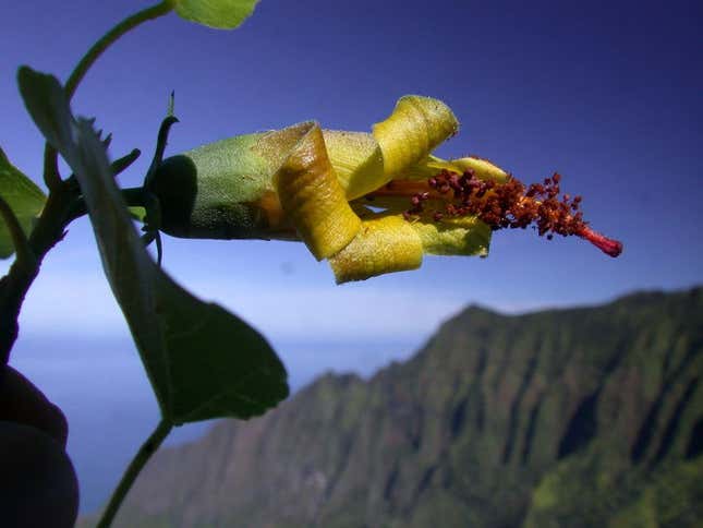 Hibiscadelphus woodii