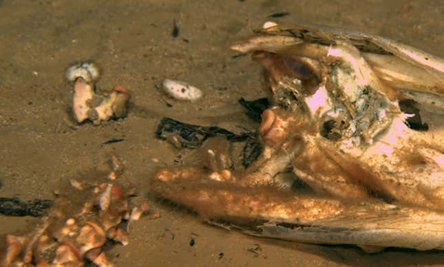 That light brownish fuzz is actually a newly discovered species of Osedax—a bone-eating worm.