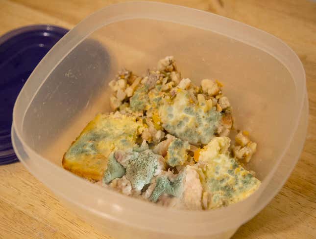 Image for article titled Mold Getting Tired Of Thanksgiving Leftovers