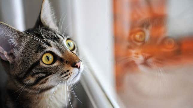 Image for article titled Cat Looking Out Window, Bird Form Unbelievably Intense Fifth-Of-A-Second Bond