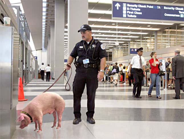 Image for article titled Airport Security Pig Finds Concealed Truffles