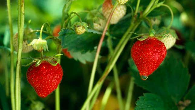 Image for article titled Report: No Way This Year's Summer Strawberries Living Up To Hype