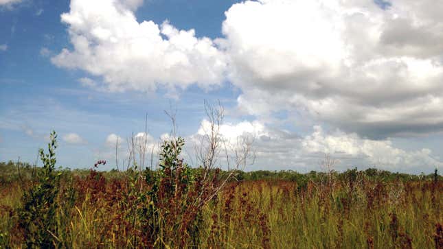 A sawgrass marsh in southern Everglades National Park. (All photos by Maddie Stone)