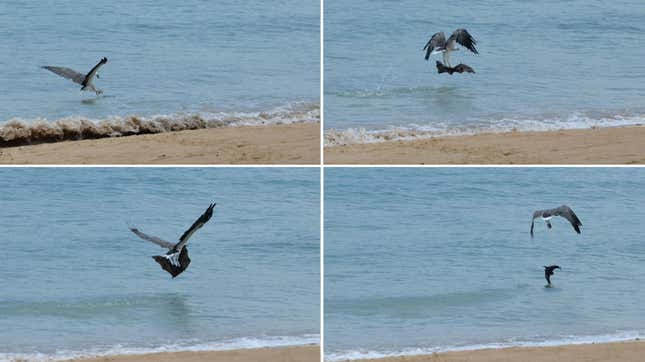 Imagen para el artículo titulado Los investigadores capturan a dos águilas torturando a un murciélago arrojándolo repetidamente al océano