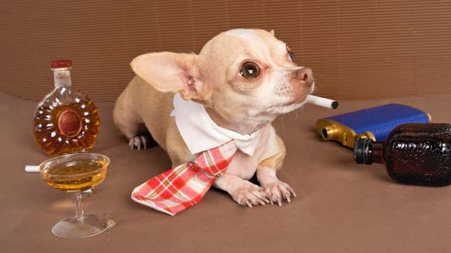 Naughty chihuahua relaxes surrounded by tiny whiskey glasses and cigarettes