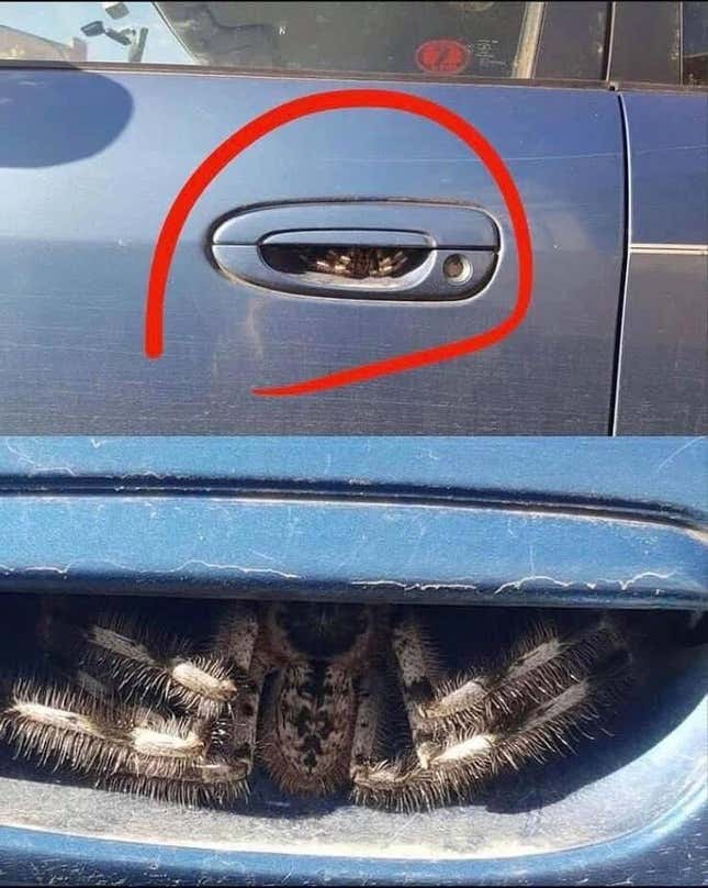 Imagen para el artículo titulado La foto viral de esta araña escondida en la manilla del coche no es Photoshop. Es Australia