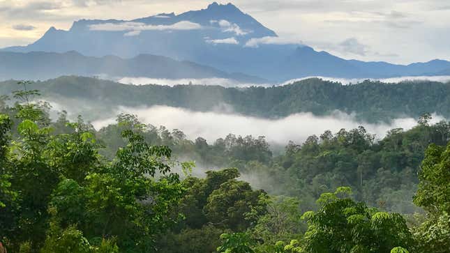 This continuous forest in Borneo is exactly what tropical forest animals need.