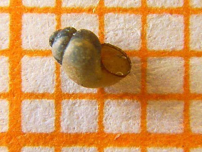 The extent snail Bythinella reyniesii, which looks similar in appearance to other Bythinella snails.