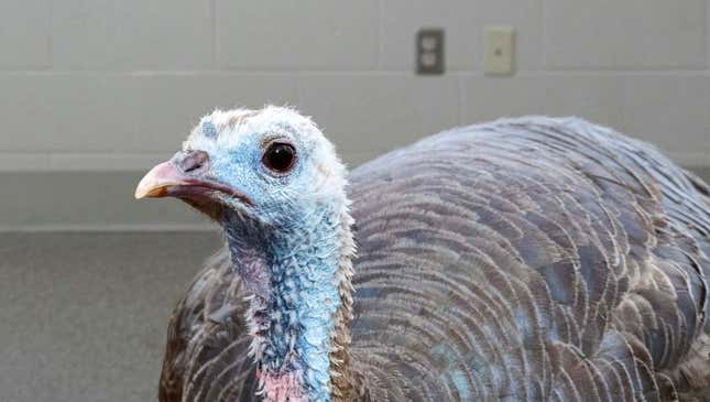 Image for article titled Humane Society Urges Americans To Opt For Shelter Turkey This Thanksgiving