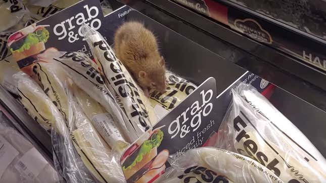Image for article titled Mouse caught eating cheese in Chicago-area grocery store, lives up to stereotypes