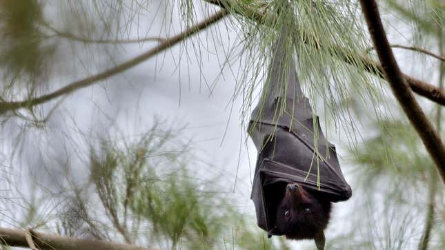 Los murciélagos suelen no enfermarse de los virus que transmiten, a diferencia de los seres humanos.