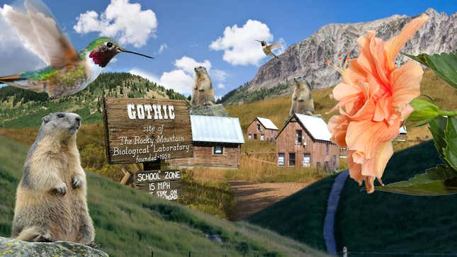 What Happens When a Ghost Town Turns Into a Lab