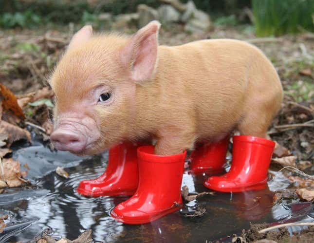 Image for article titled The Daily LOL: Piglet Wearing Boots
