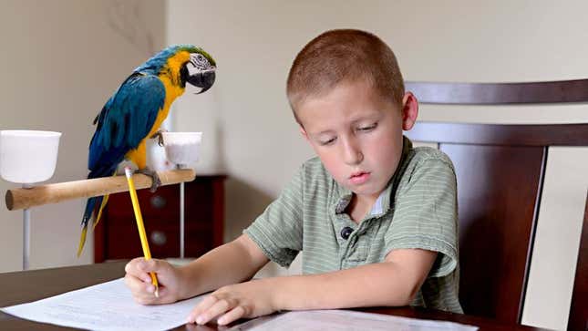 Image for article titled Study: More Children Growing Up In Single-Parrot Households