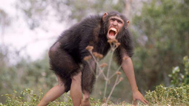 Image for article titled Evolution Definitively Proven As Scientists Capture First-Ever Footage Of Chimpanzee Transforming Into Human
