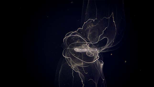 Lobate ctenophore (or comb jelly).