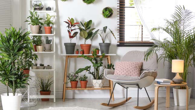 Image for article titled Get a Houseplant to Feel More In Control of Your Life