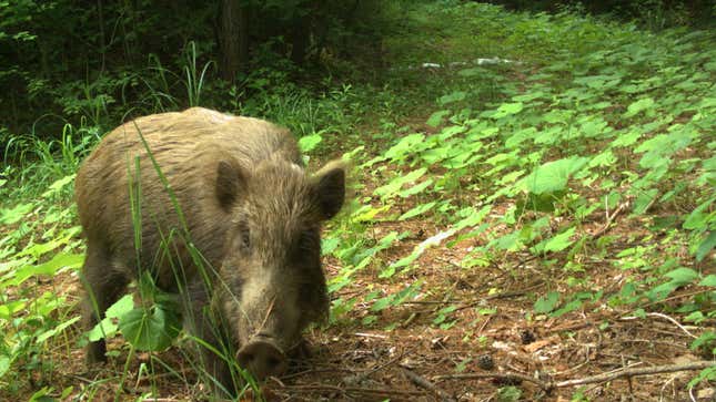 Fukushima's Exclusion Zone Is Being Overtaken by Wild Animals