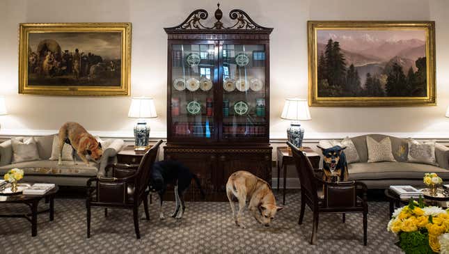 Image for article titled Trump Dismisses Concerns Over White House Chaos After Pack Of Feral Dogs Takes Over 4th West Wing Room