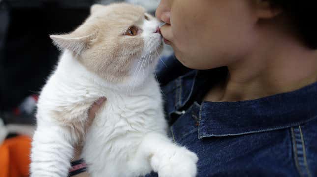 Image for article titled Cats Really Do Bond With Their Humans, Study Finds