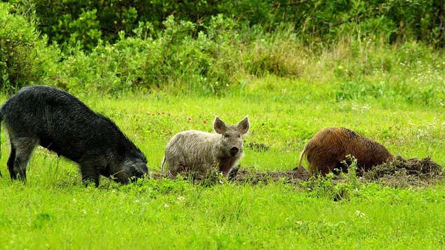 Image for article titled It&#39;s time to wake up to the clear and present danger of 30-50 feral hogs