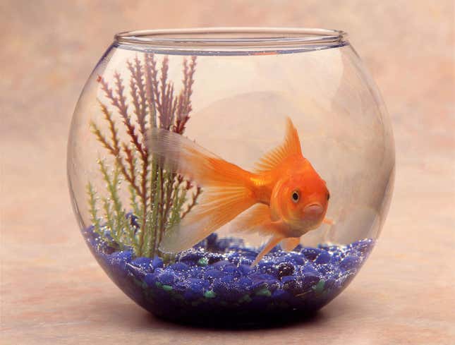 Image for article titled Goldfish Dying To Be Petted Just Once