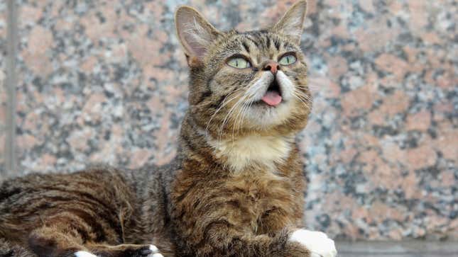 Image for article titled This Cat Is Dead