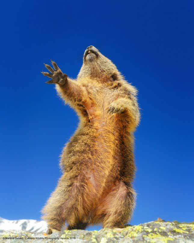 Imagen para el artículo titulado Si las fotos más cómicas de vida salvaje de 2019 no te sacan una sonrisa, no eres humano