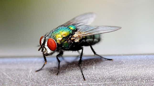 Image for article titled Housefly Fondly Recalls Losing Virginity On Rotting Pile Of Ground Beef
