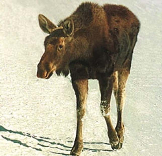 The Barrymore-cognizant moose searches for food on the tundra.