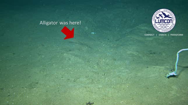 Eight days after being dropped, this alligator was simply gone.