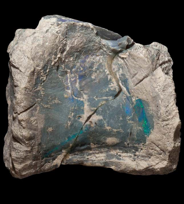 Opalized vertebra of Fostoria dhimbangunmal.