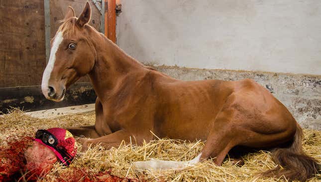 Image for article titled Justify Wakes Up Next To Decapitated Head Of Prized Jockey After Refusing To Throw Triple Crown