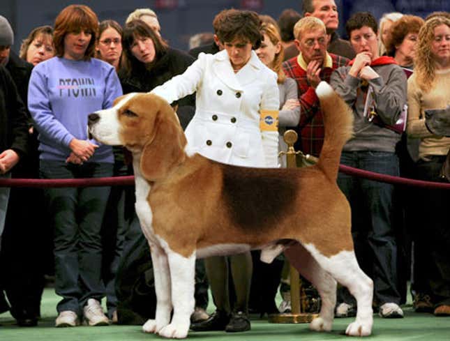 Image for article titled Dog Breeders Unveil New Mastiffeagle