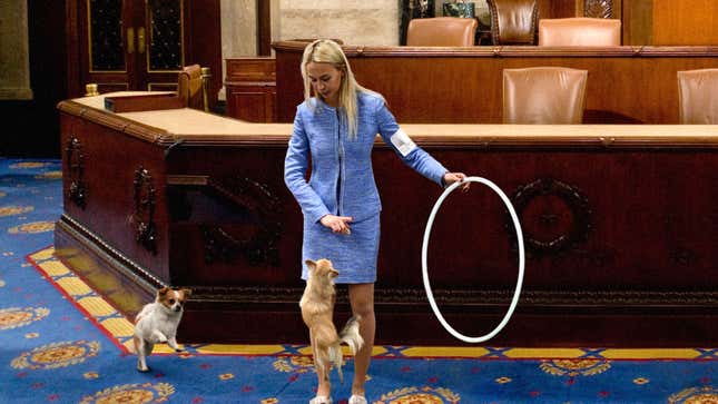 Image for article titled Senators Overjoyed By Chihuahua Jumping Through Hoops During Impeachment Intermission
