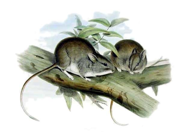 Lesser stick-nest rats