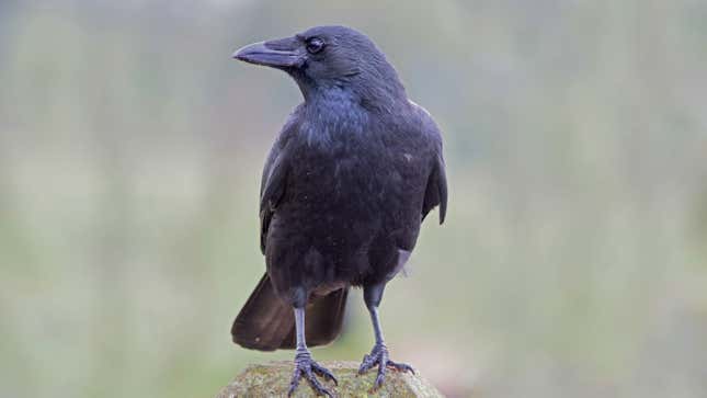 Image for article titled Researchers Find Crows Smart Enough Not To Let On How Smart They Really Are