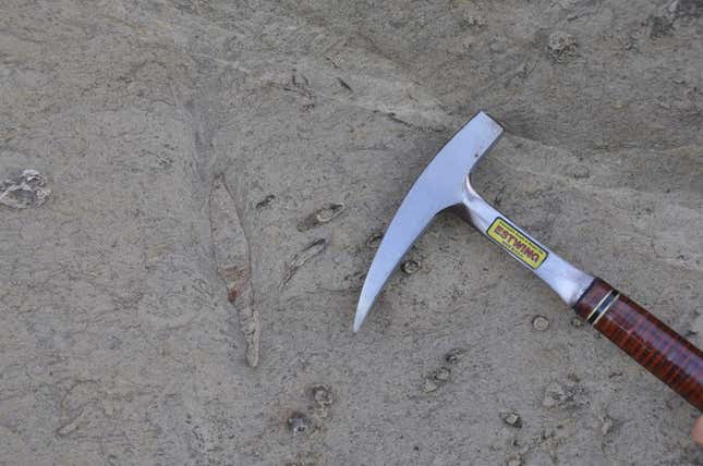 To the unfamiliar eye, the trace fossils may not look like much.