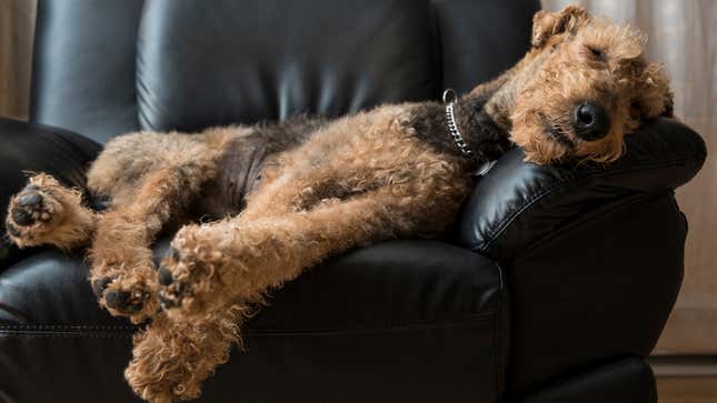 Image for article titled Study Finds Dogs Twitching In Sleep Are Dreaming About Tearing Owners Limb From Limb