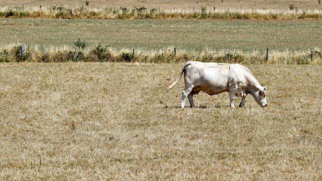 A cow looks for food on dry grassland as the Creuse Region experience extreme and exceptional drought conditions on July 20, 2019, near Lussat, Creuse region, central France.