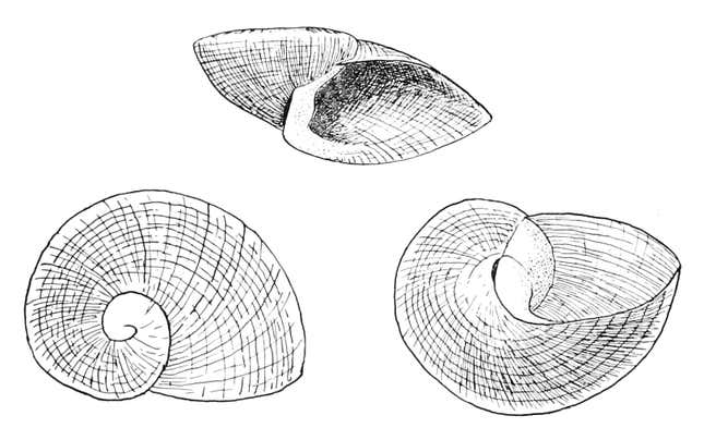Naturalist drawing of Neoplanorbis tantillus