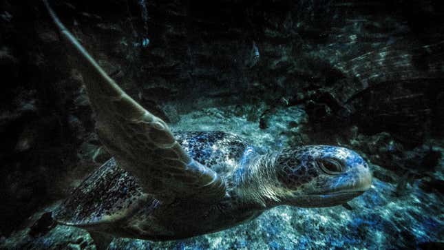 Image for article titled New Study Shows Sea Turtles Eat Plastic Because It Smells Like Food