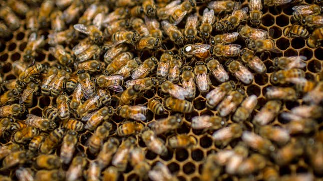 Bees to wear marvel themed beehive logo in 2023