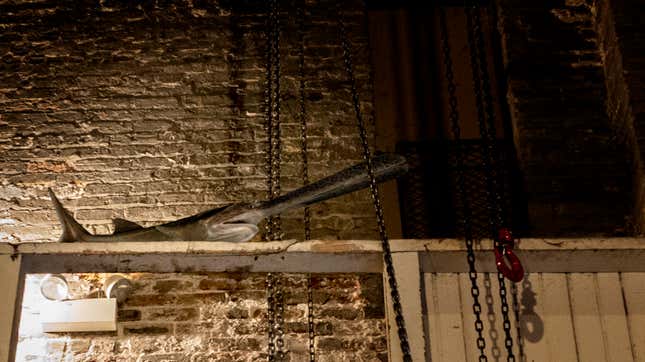 Image for article titled Last Remaining Chinese Paddlefish Cackling In Rafters Of World Wildlife Fund Press Conference Declaring It Extinct