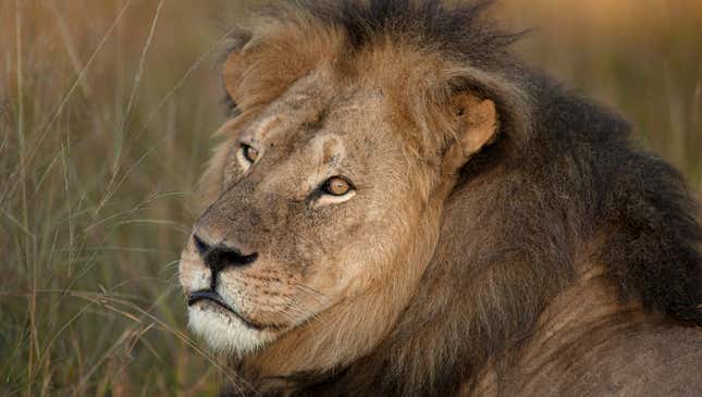 Image for article titled The Pros And Cons Of Trophy Hunting