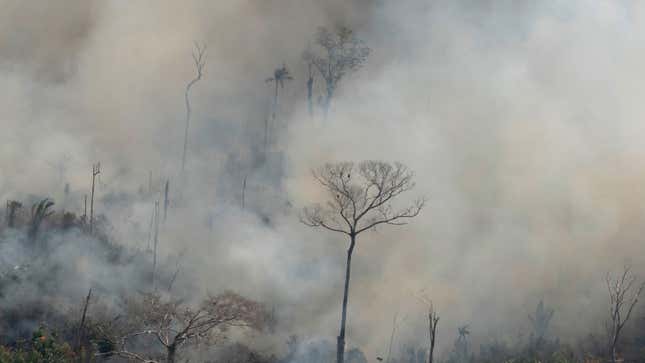 Image for article titled Criminal Gangs Are Behind the Destruction of the Brazilian Amazon