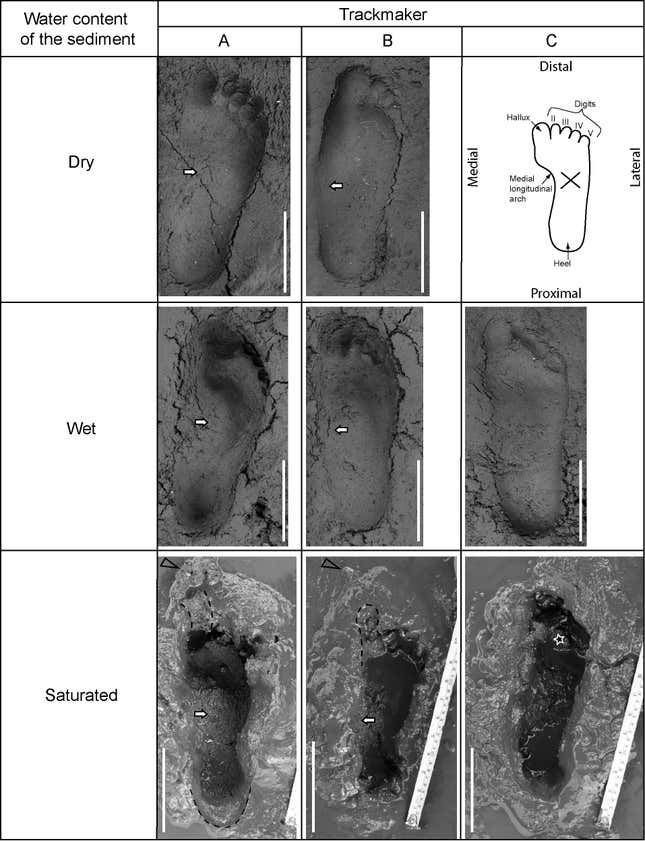 The experimental footprints.