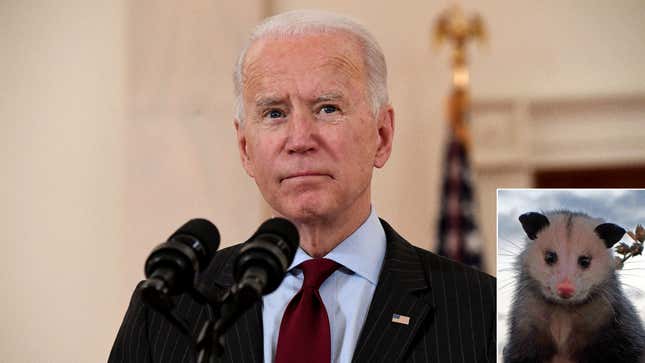 Image for article titled Biden Nominates Popular Twitter Account @PossumEveryHour For OMB After Discovering Bipartisan Support Of Tweets