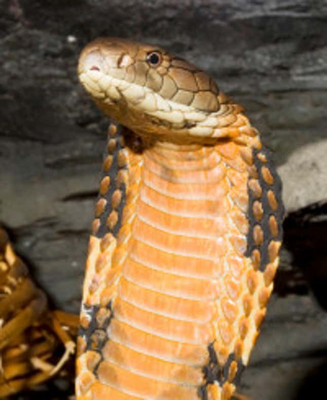A Cobra
