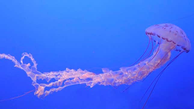 Image for article titled Jellyfish Falls Short Of Dream To Kill Diana Nyad